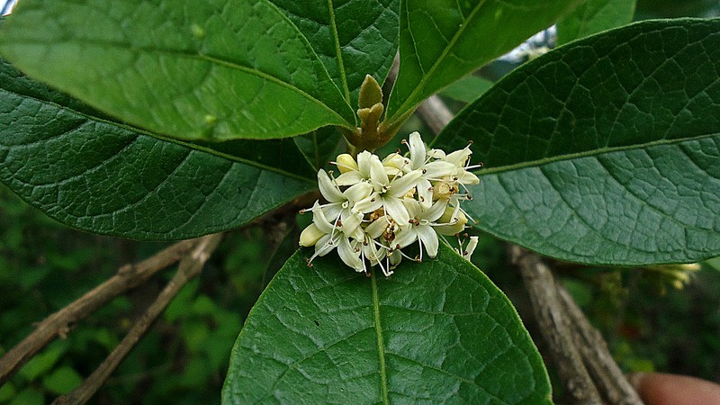 Aegiphila macrantha