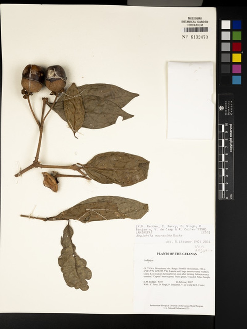 Aegiphila macrantha photo 5