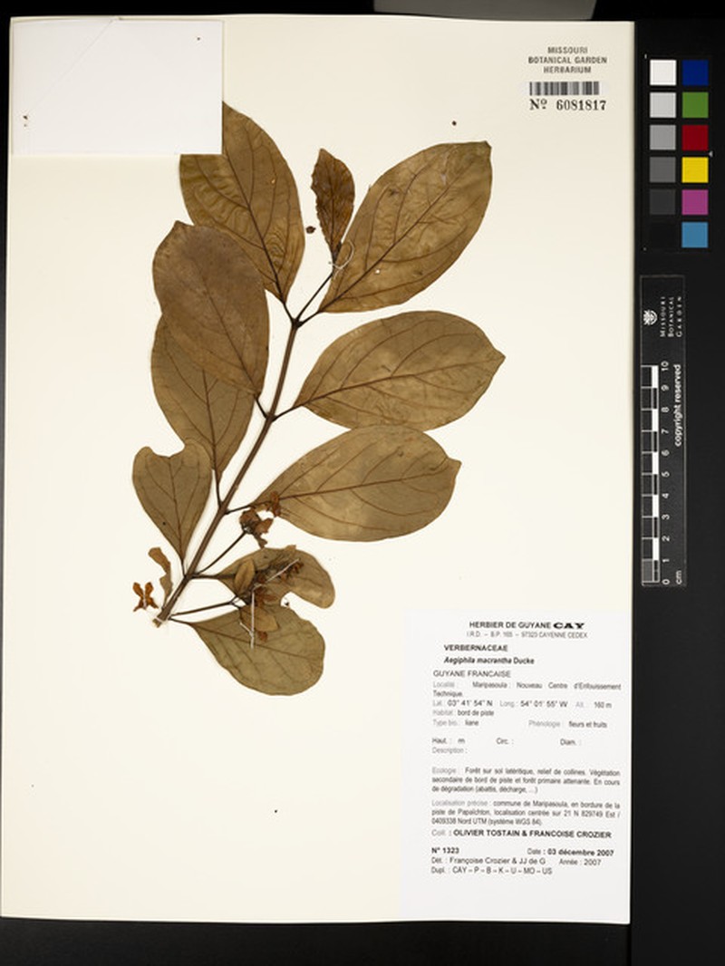 Aegiphila macrantha photo 6