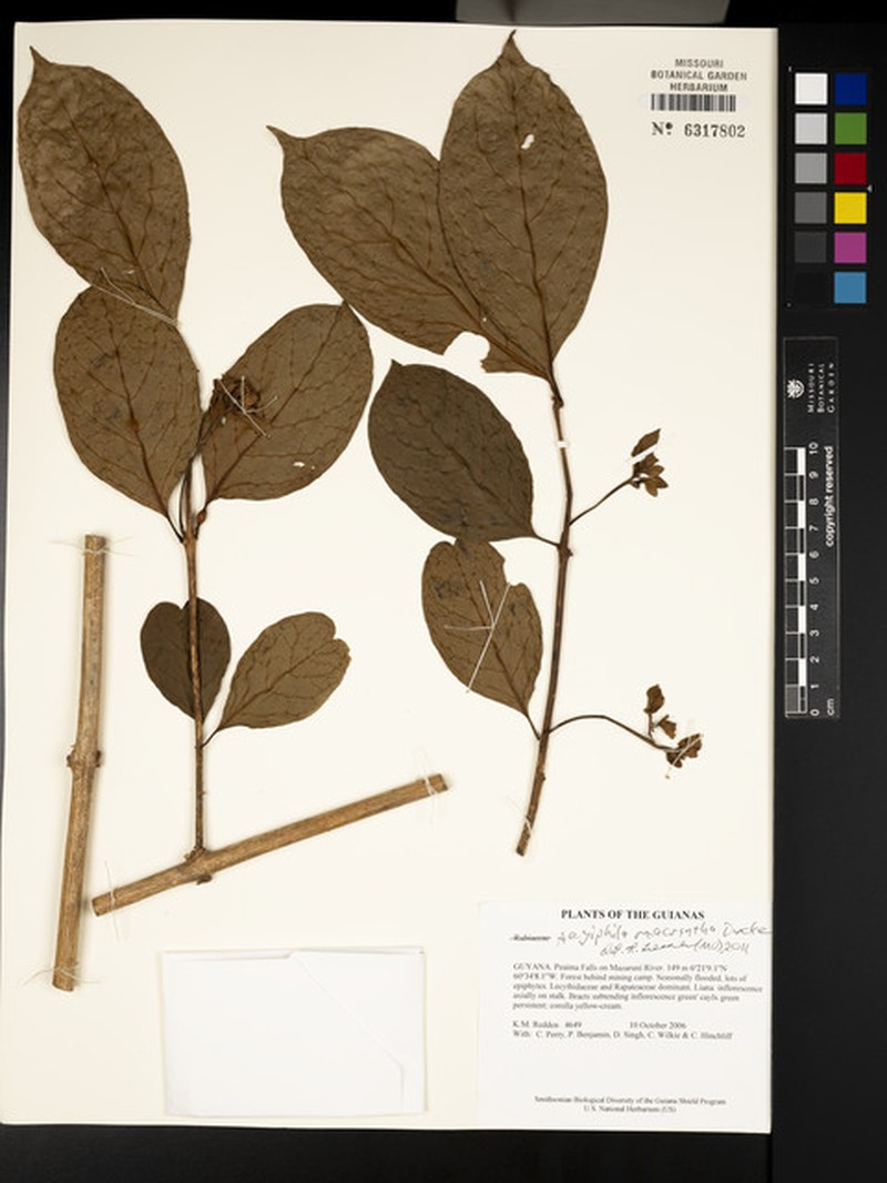 Aegiphila macrantha photo 7