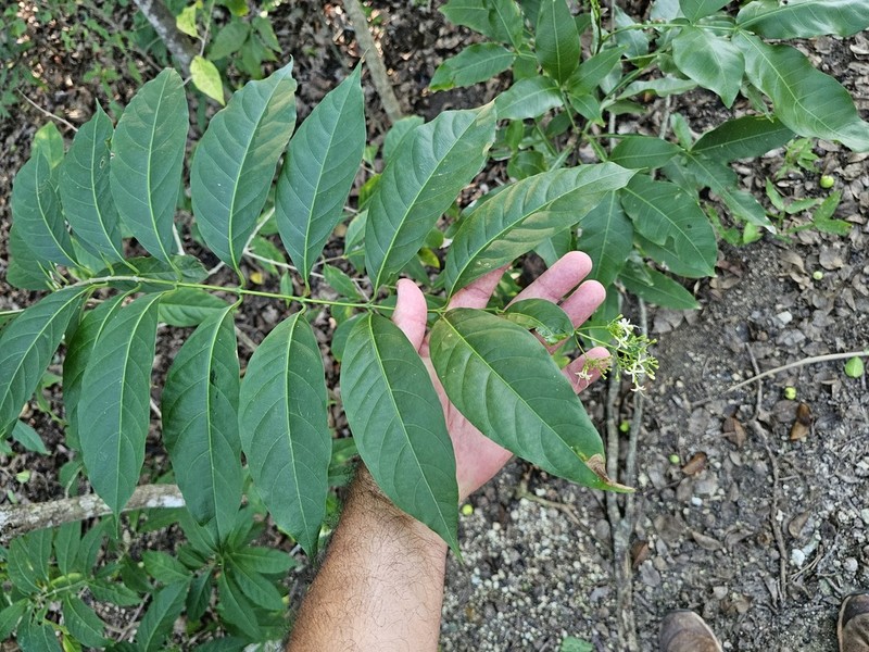 Caribbean Spiritweed