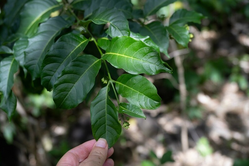 Caribbean Spiritweed photo 2