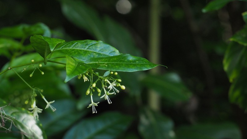 Caribbean Spiritweed photo 3