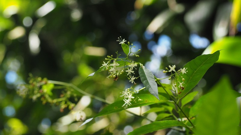 Caribbean Spiritweed photo 4