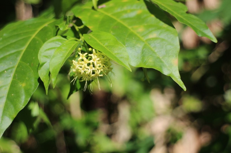 Caribbean Spiritweed photo 5