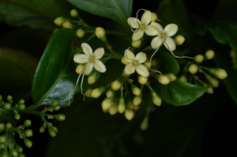 Caribbean Spiritweed photo 6