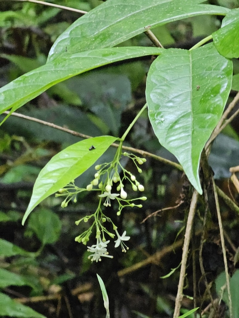 Caribbean Spiritweed photo 7