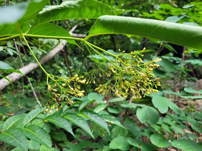 Caribbean Spiritweed photo 8