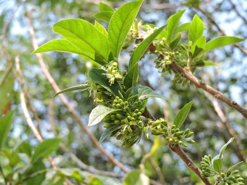 Aegiphila mediterranea photo 2