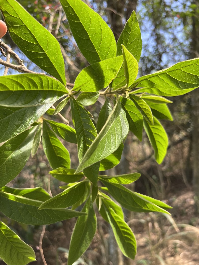 Aegiphila mediterranea photo 4