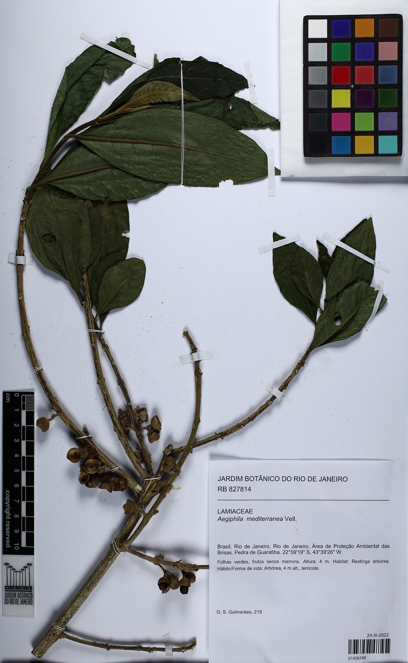 Aegiphila mediterranea photo 5