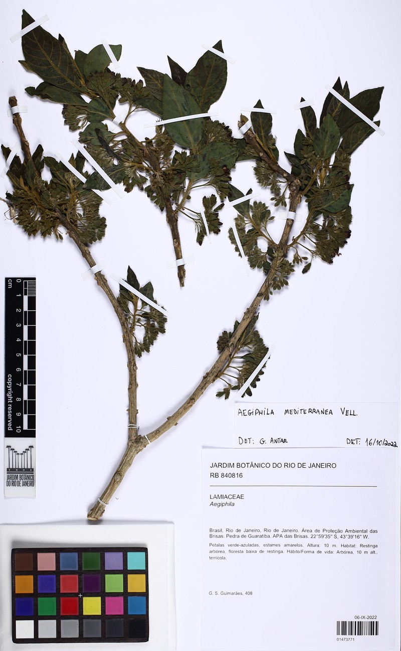 Aegiphila mediterranea photo 6