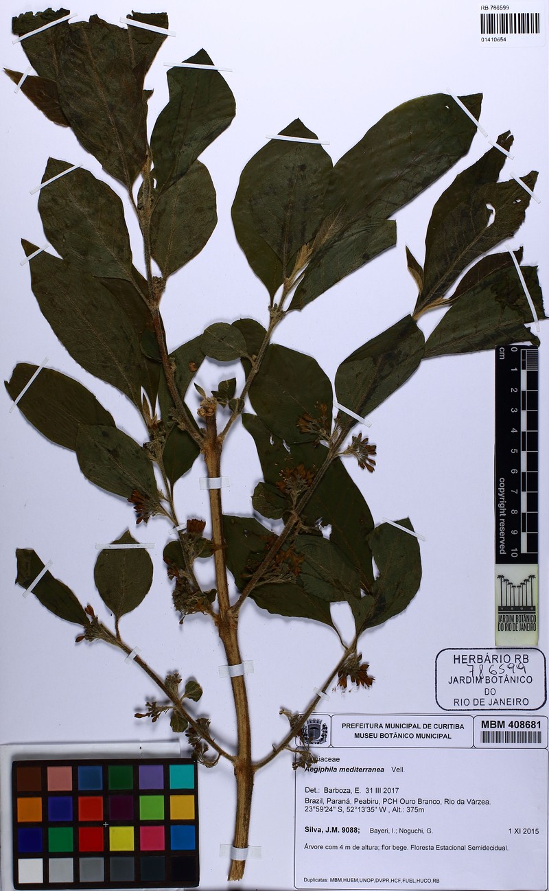 Aegiphila mediterranea photo 7
