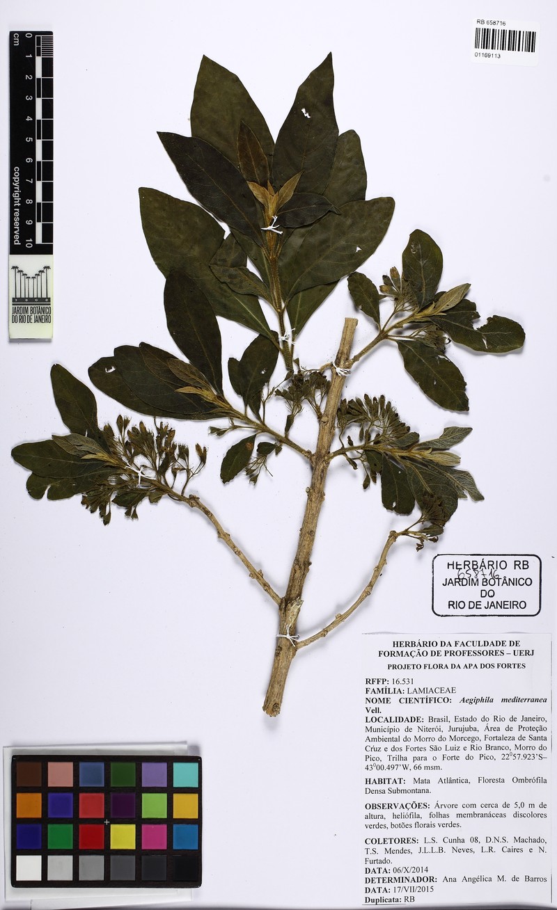 Aegiphila mediterranea photo 8