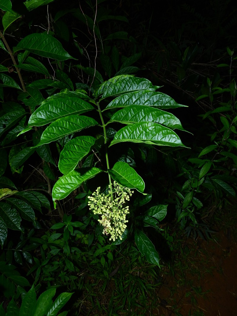 Aegiphila membranacea photo 4