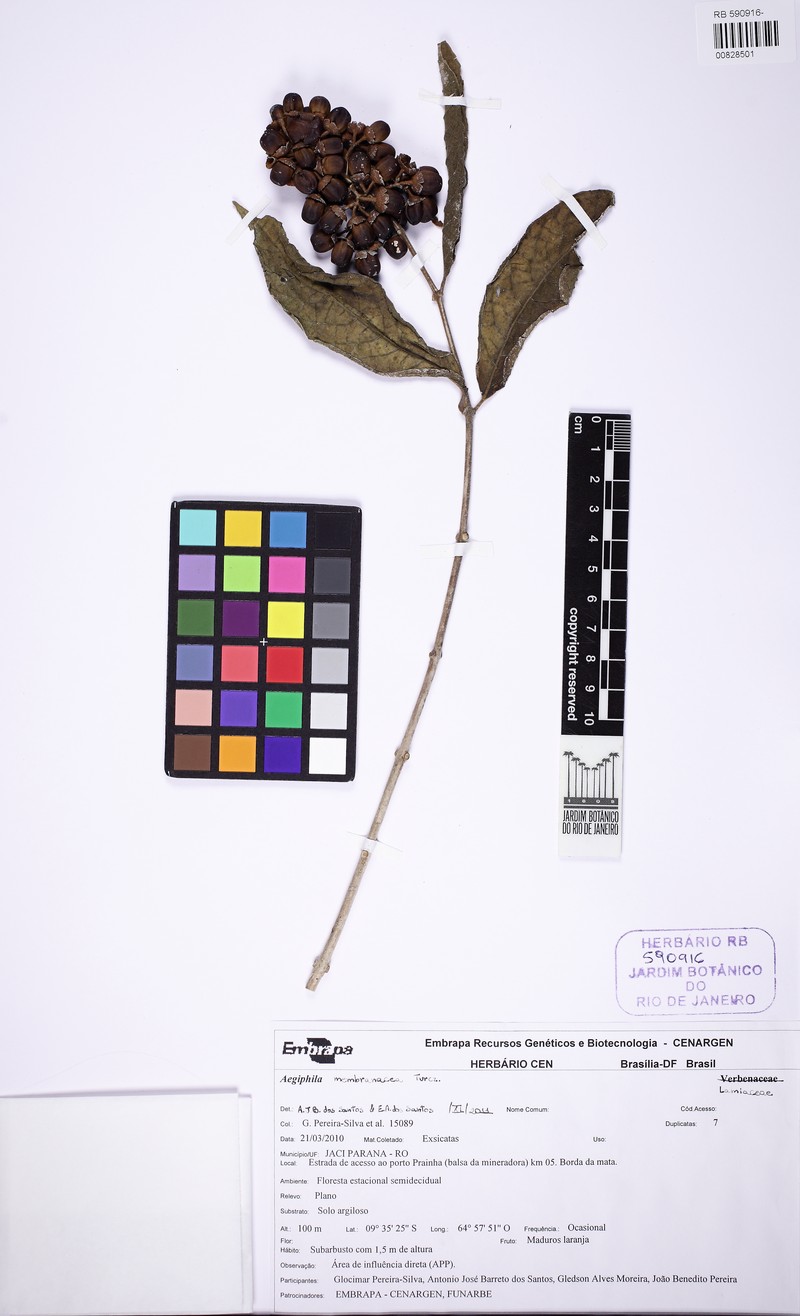 Aegiphila membranacea photo 6