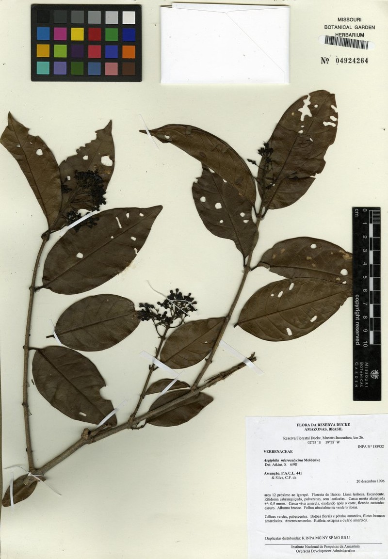 Aegiphila microcalycina