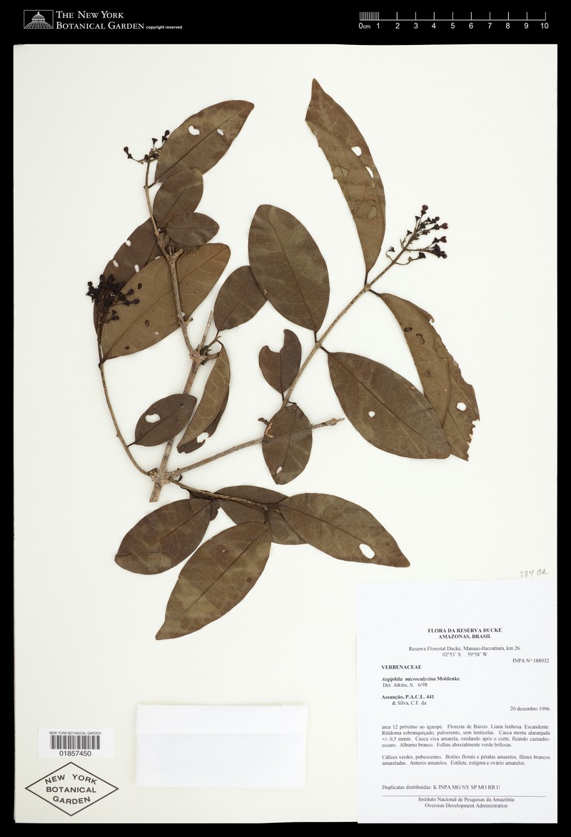 Aegiphila microcalycina photo 2