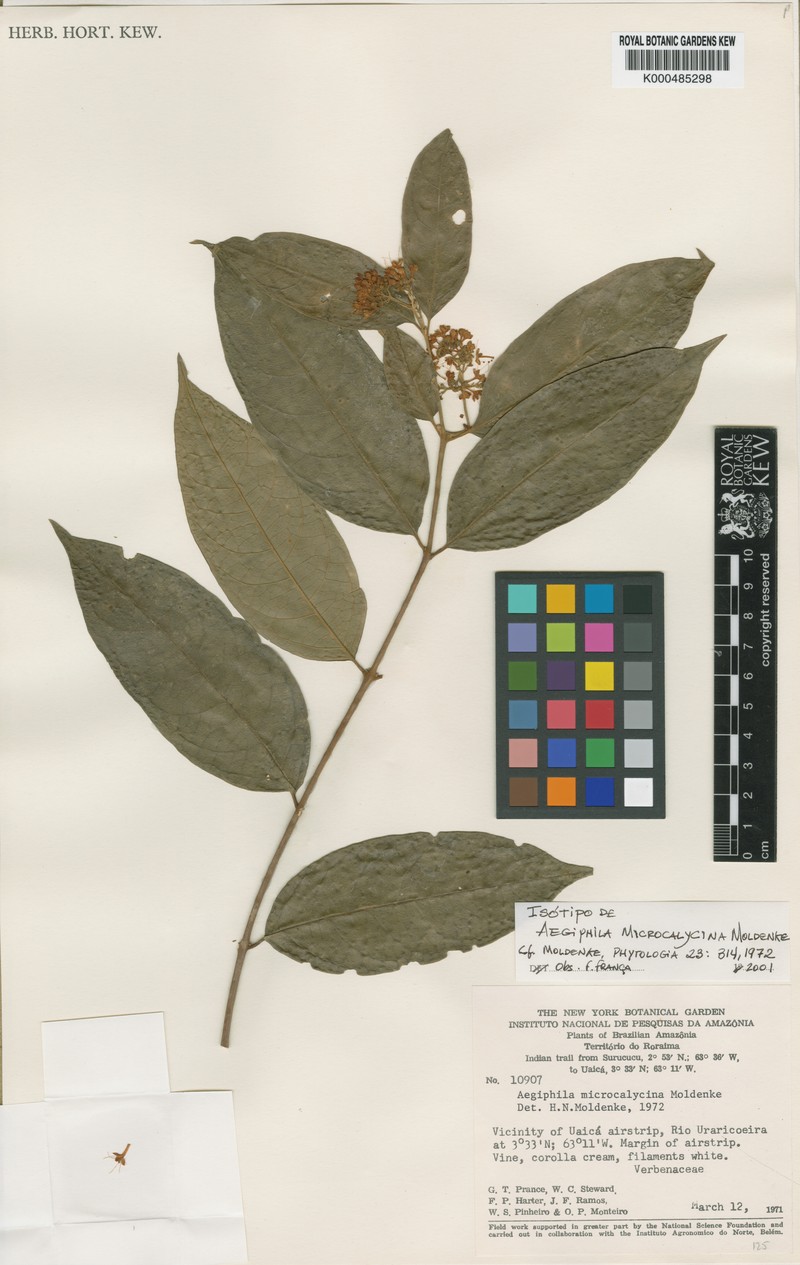 Aegiphila microcalycina photo 3