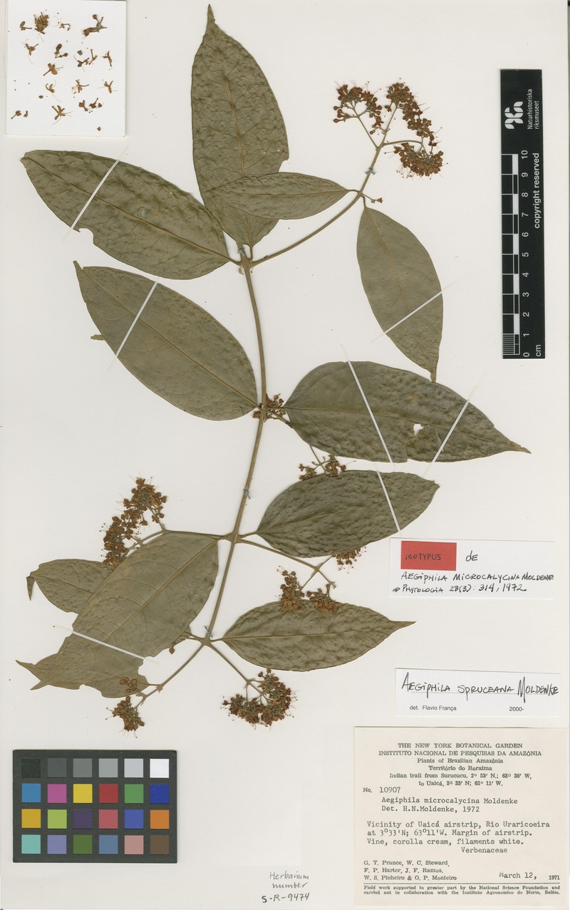 Aegiphila microcalycina photo 4