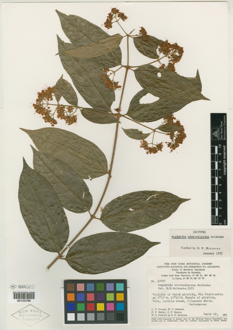 Aegiphila microcalycina photo 5