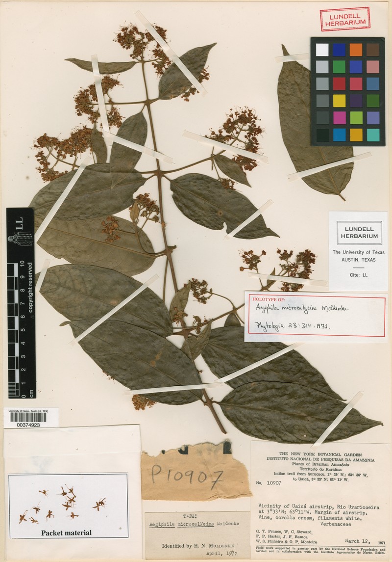 Aegiphila microcalycina photo 6