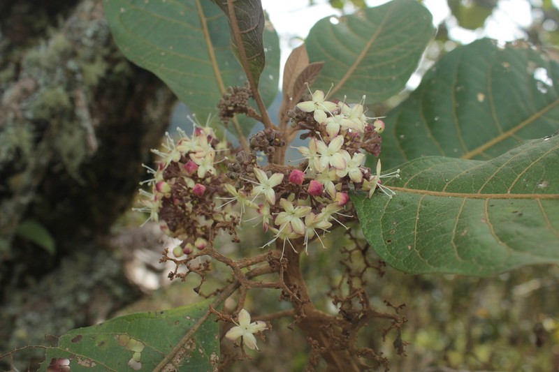 Aegiphila moldenkeana