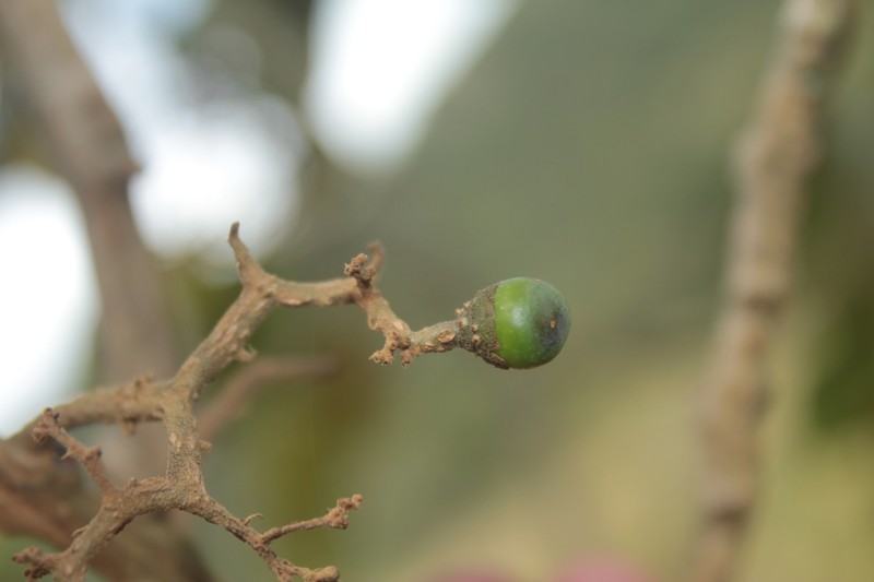 Aegiphila moldenkeana photo 2