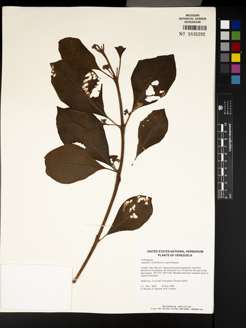 Aegiphila moldenkeana photo 3