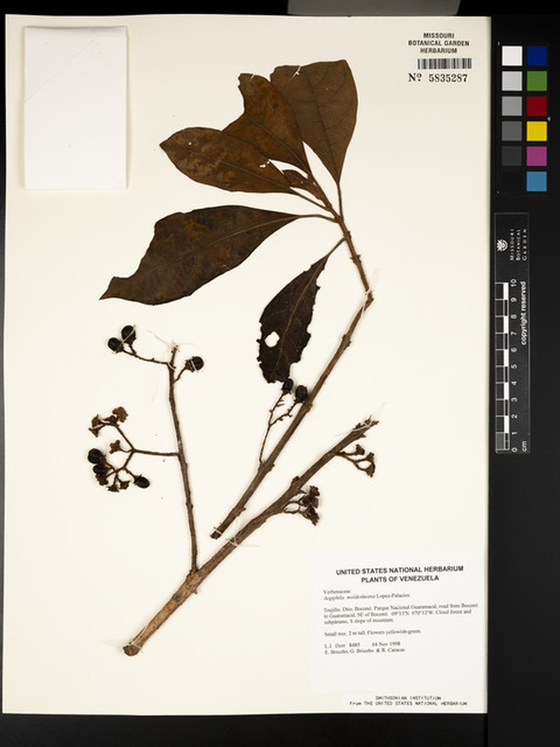 Aegiphila moldenkeana photo 4