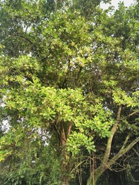 Aegiphila mollis