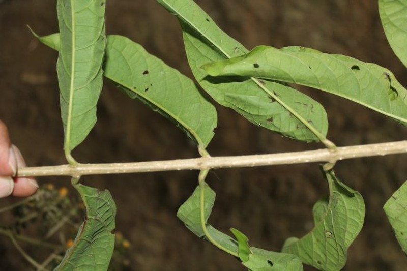 Aegiphila mollis photo 2