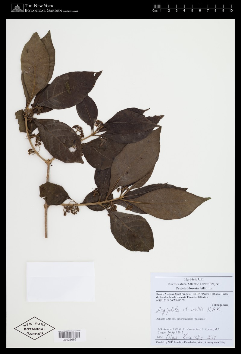 Aegiphila mollis photo 3