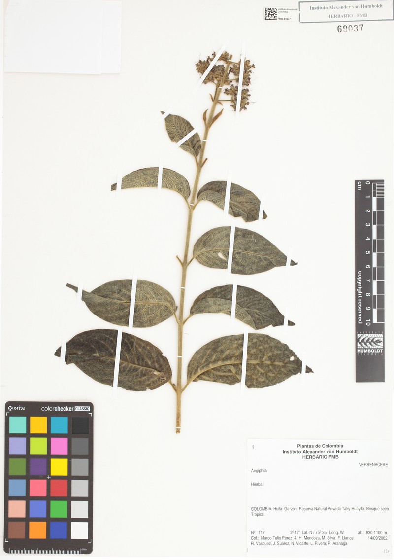 Aegiphila mollis photo 4