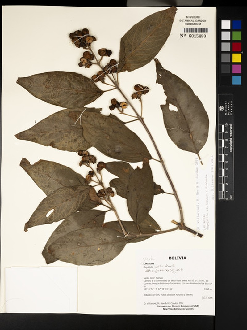 Aegiphila mollis photo 5