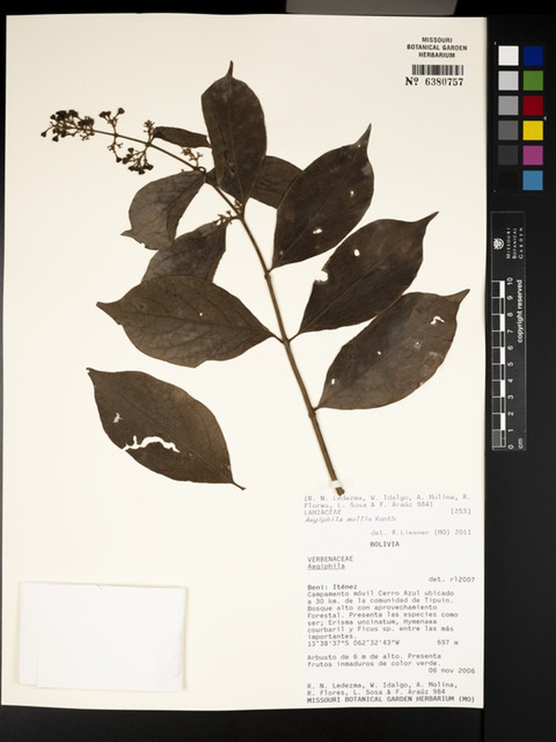 Aegiphila mollis photo 6