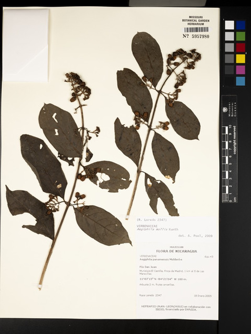 Aegiphila mollis photo 7
