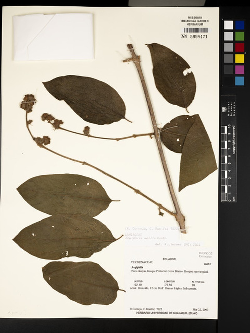 Aegiphila mollis photo 8