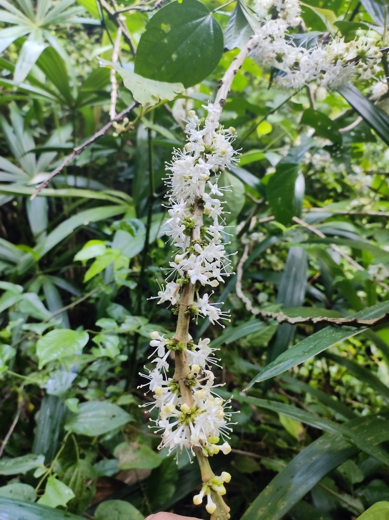 Aegiphila monstrosa photo 2