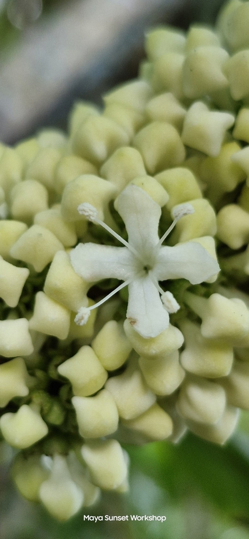 Aegiphila monstrosa photo 3