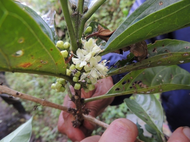 Aegiphila monstrosa photo 4