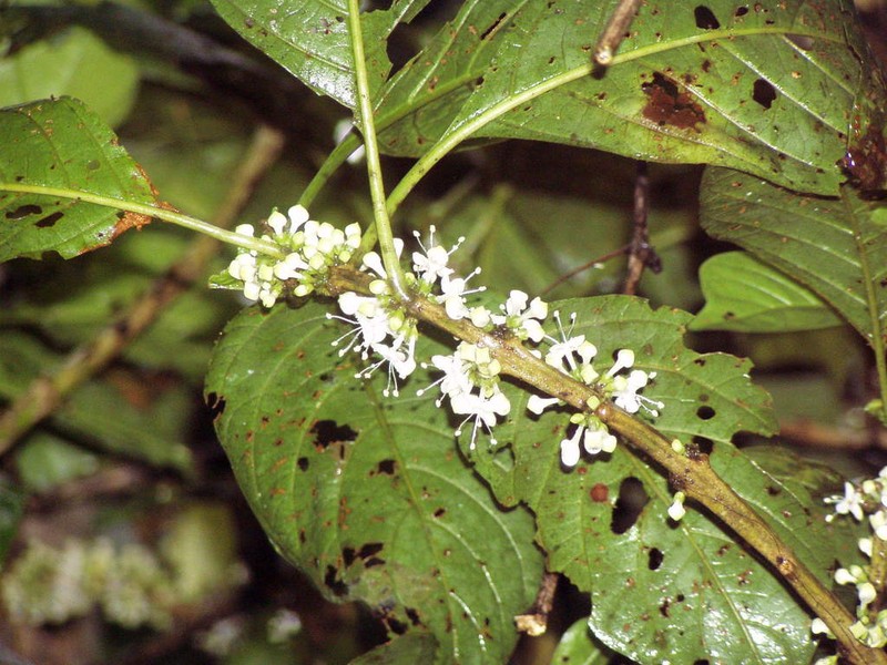 Aegiphila monstrosa photo 7