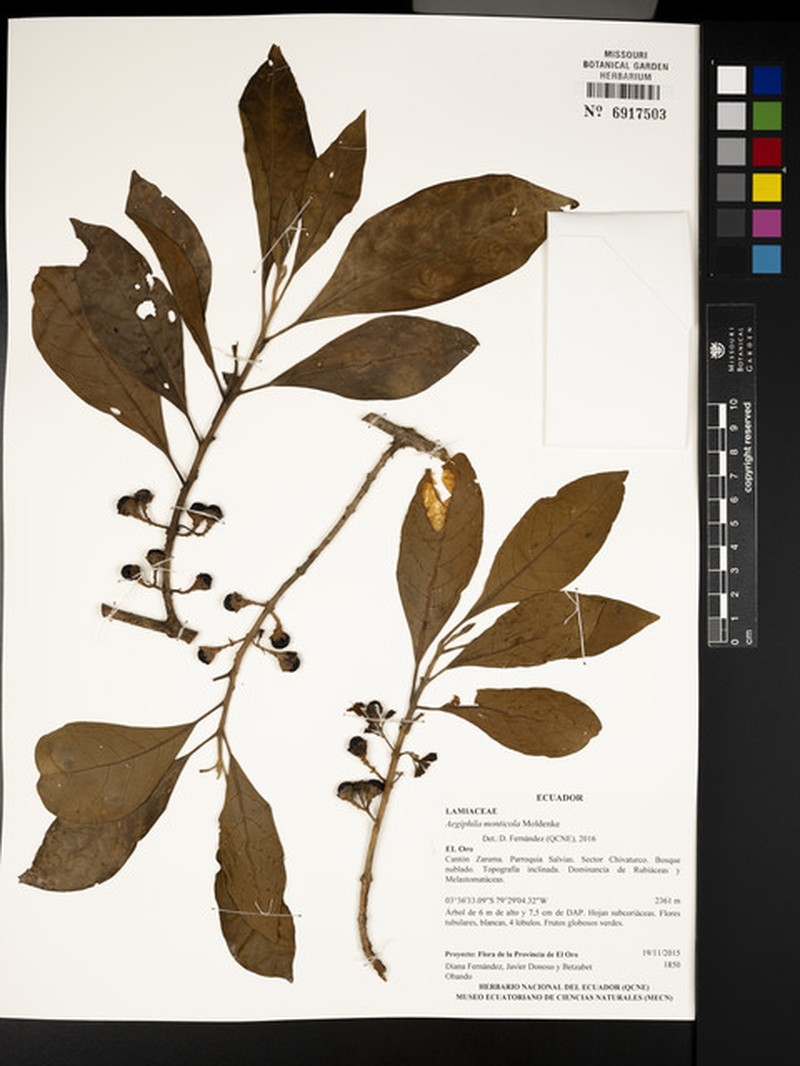 Aegiphila monticola