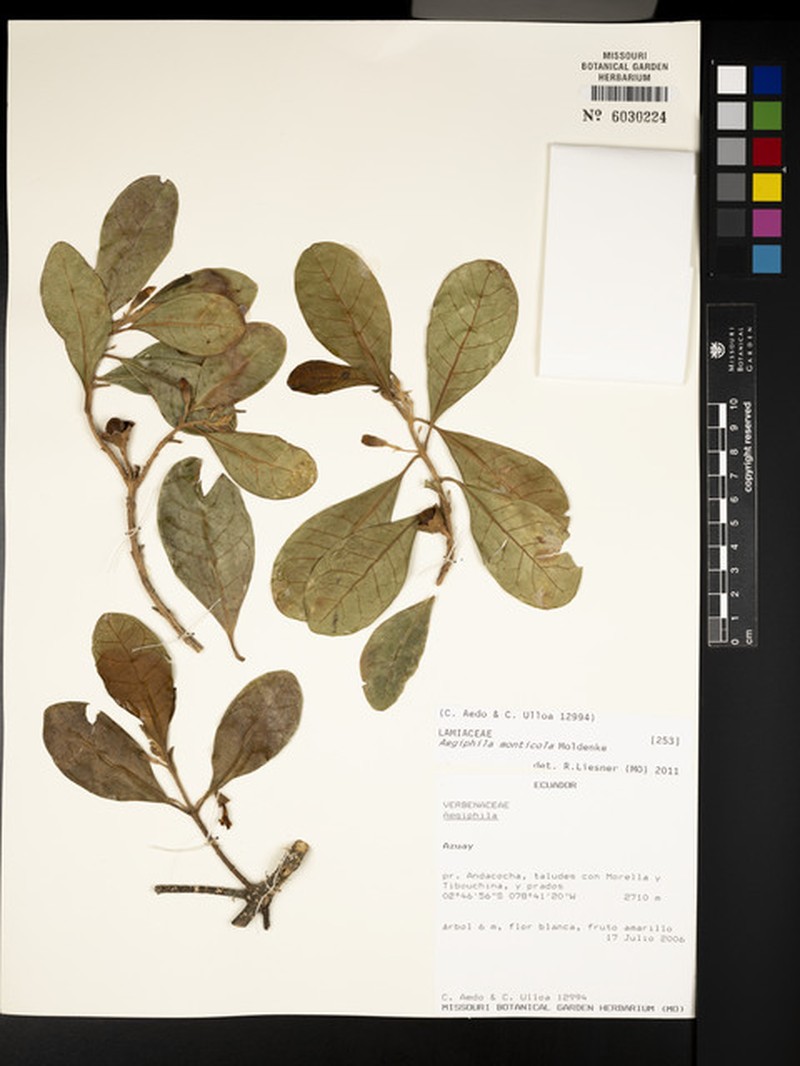 Aegiphila monticola photo 2