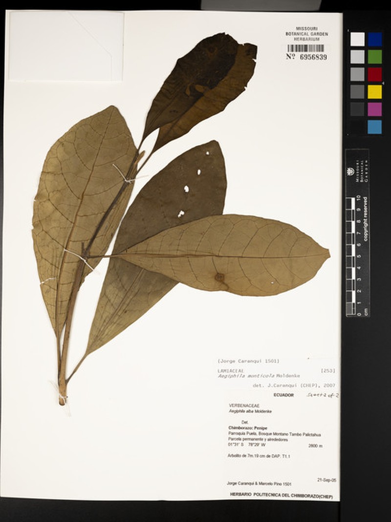 Aegiphila monticola photo 3