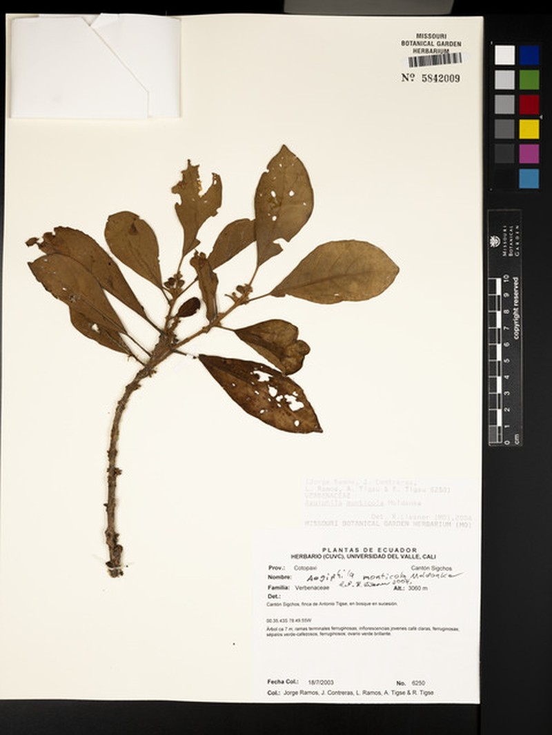 Aegiphila monticola photo 4