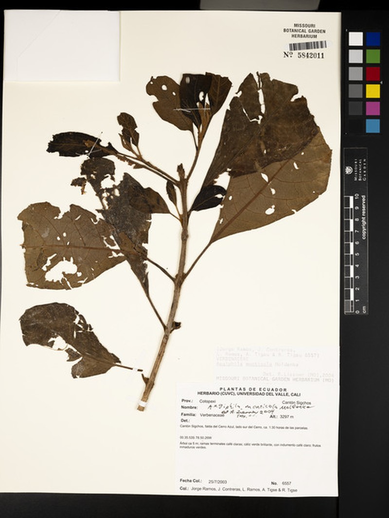 Aegiphila monticola photo 5