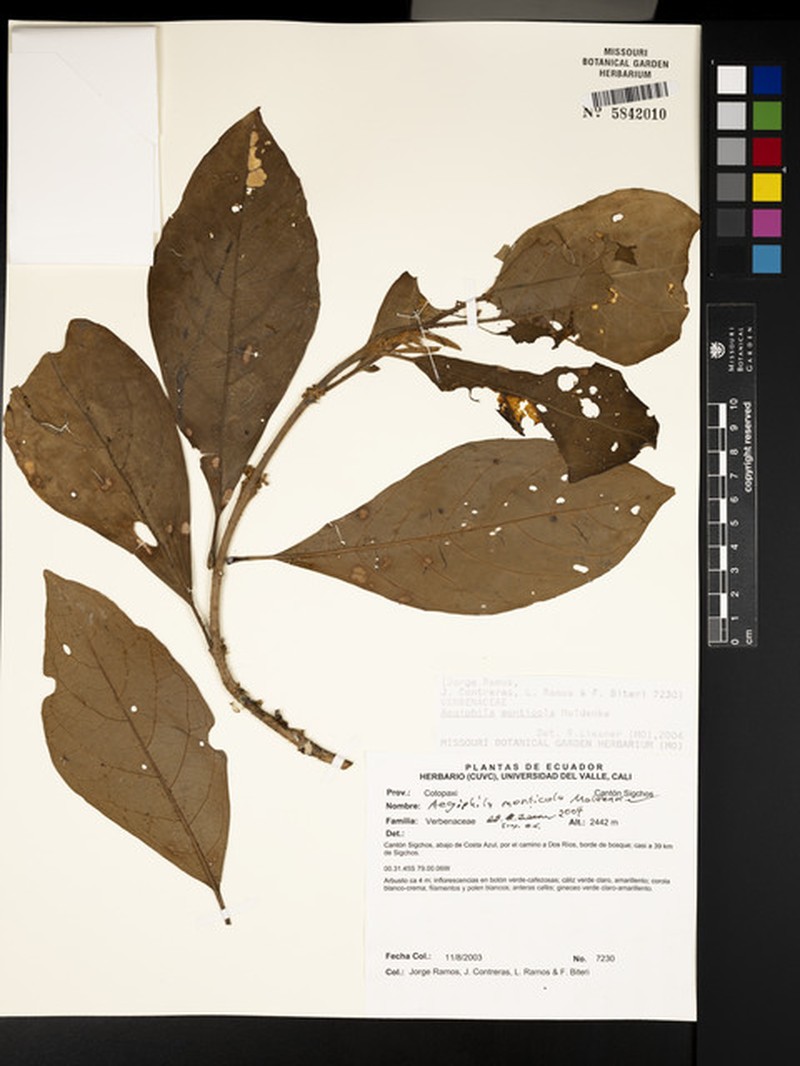 Aegiphila monticola photo 6