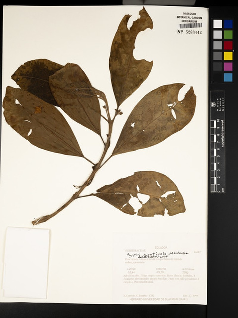 Aegiphila monticola photo 8