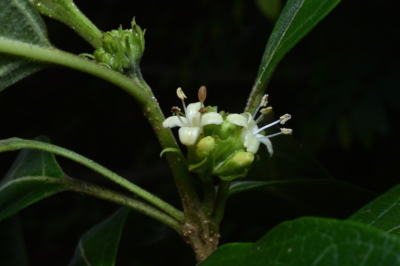 Aegiphila mortonii